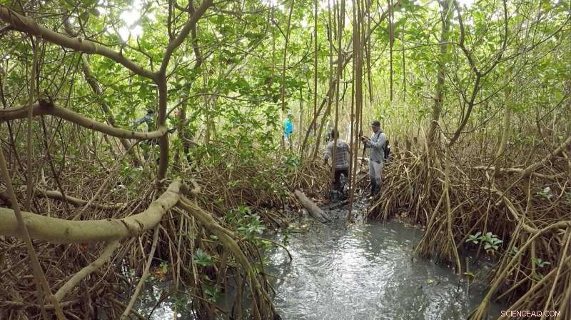 New Study Reveals Triple Threat Endangering Mangrove Coasts