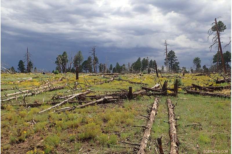 New Research Uncovers Key Factors Driving Forest Recovery After Wildfires