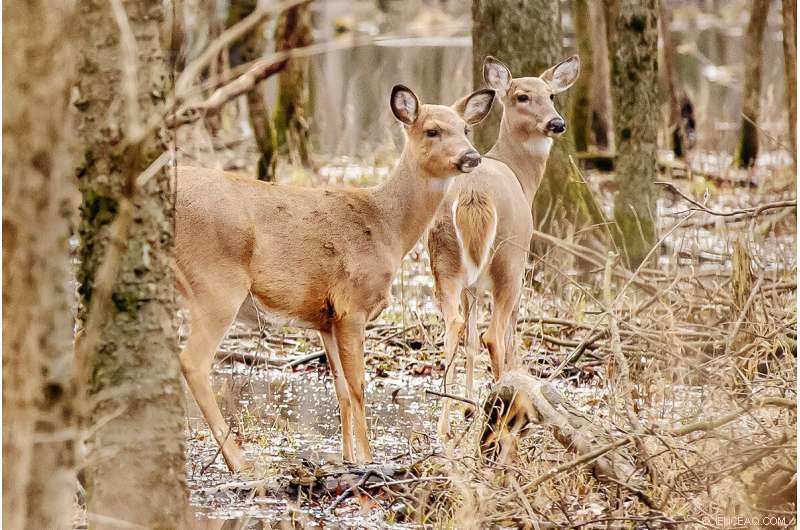 Lead Ammunition: Assessing Risks to Human and Environmental Health