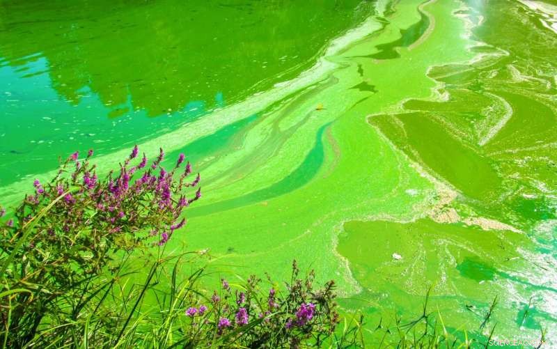 Researchers Show Light Control Can Kill Toxic Algae, Improving Water Safety