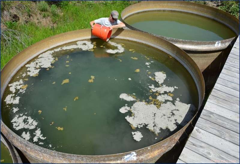 Researchers Show Light Control Can Kill Toxic Algae, Improving Water Safety