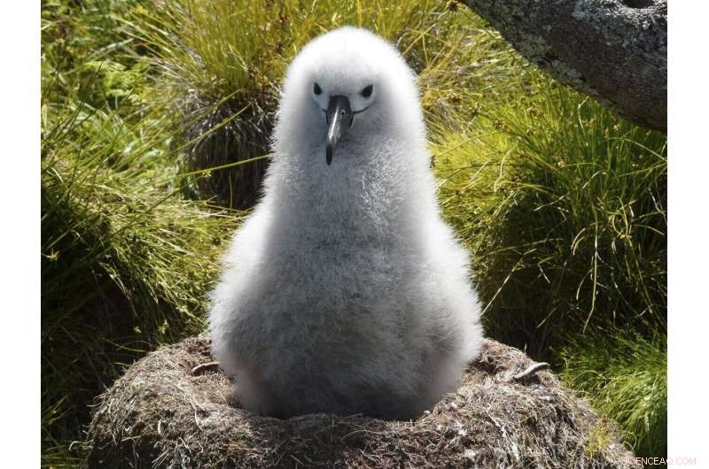 Tristan da Cunha Launches Extensive Marine Protection Zone