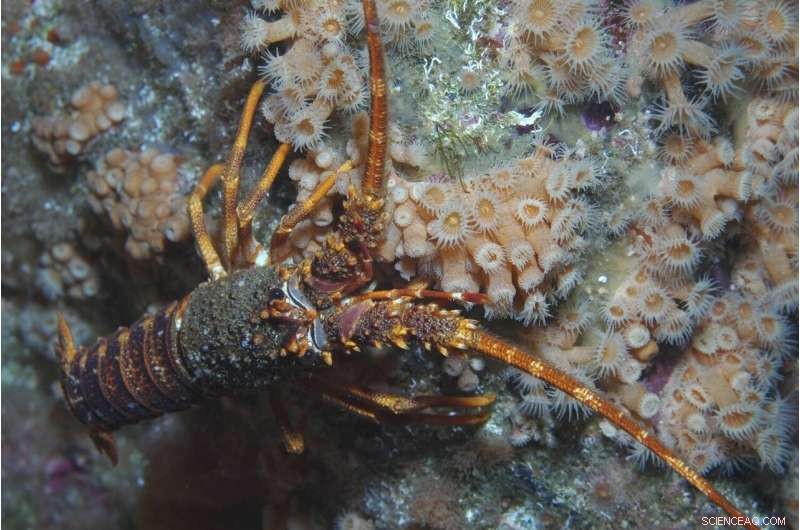 Tristan da Cunha Launches Extensive Marine Protection Zone