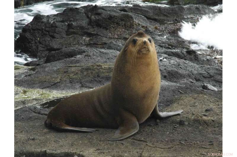 Tristan da Cunha Launches Extensive Marine Protection Zone