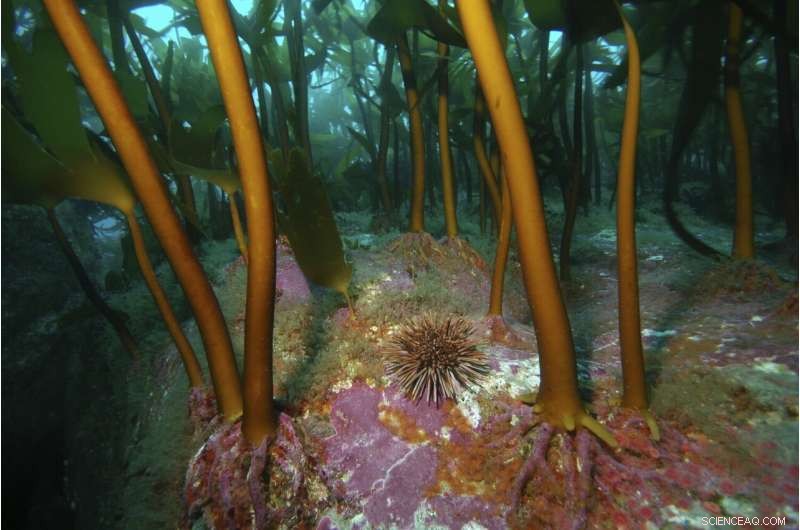 Tristan da Cunha Launches Extensive Marine Protection Zone