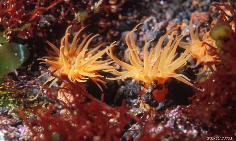 Tristan da Cunha Launches Extensive Marine Protection Zone