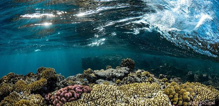 Advanced Climate Model Predicts Red Sea Changes to Guide Sustainable Megacity Planning