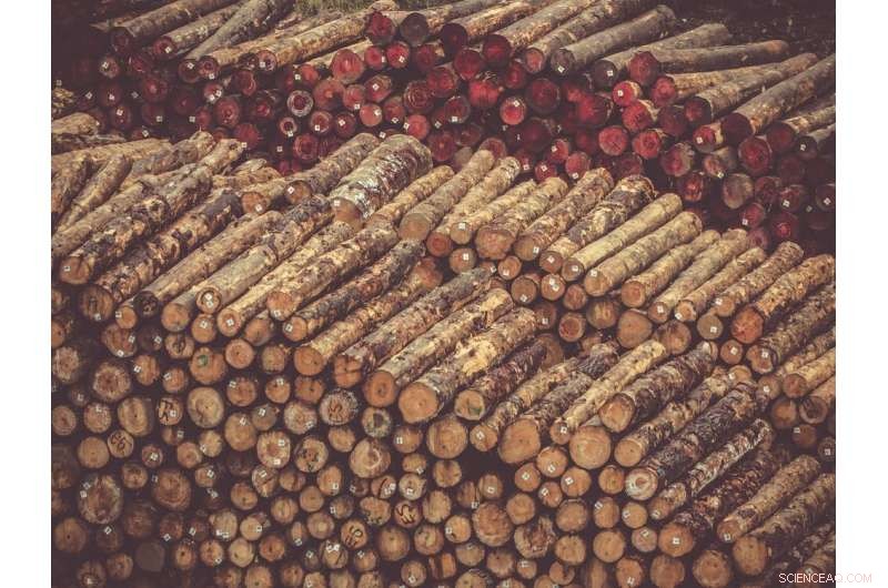 How Trade War and COVID‑19 Are Struggling the U.S. Timber Industry