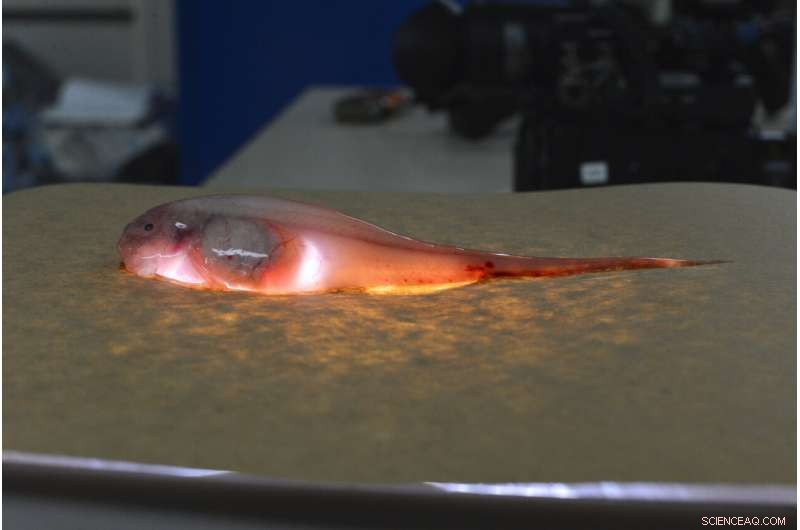 Dead Fish Carry Mercury into the Ocean’s Deepest Trenches