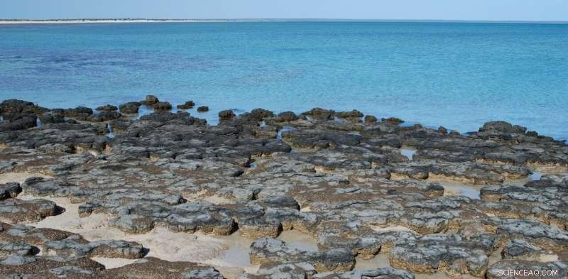 Prehistoric Microbes Reveal New Insights into Earth s Largest Mass Extinction