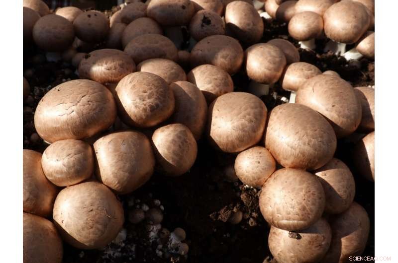 From Waste to Value: Turning Mushroom By‑Products into Sustainable Burgers & Fertiliser