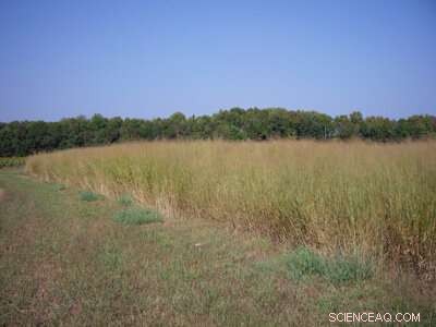 New Study Confirms Bioenergy’s Significant Role in Climate Change Mitigation