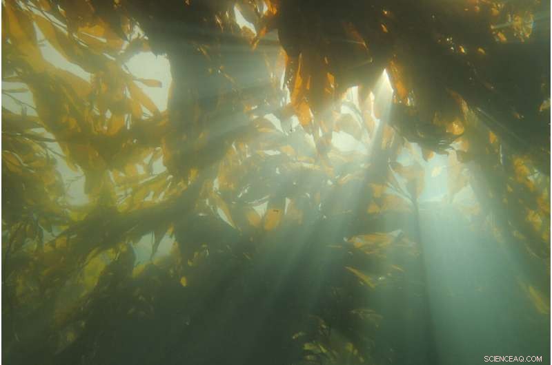 Exploring Kelp s Role in Mitigating Ocean Acidification