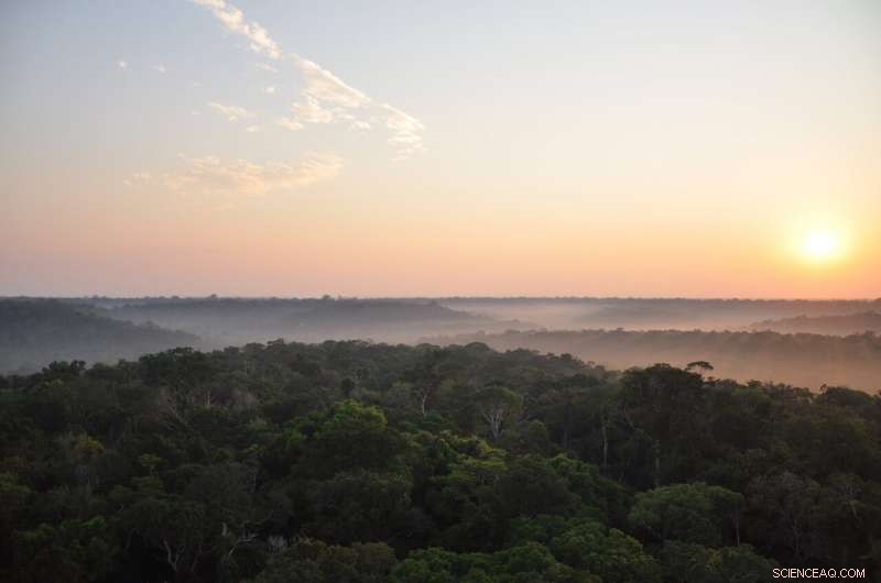 New Study Reveals Amazon Regions More Resilient to Climate Change Than Expected