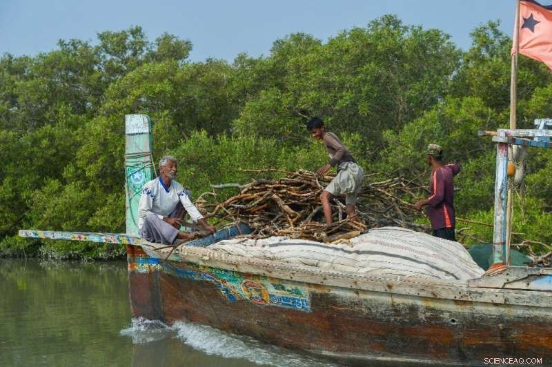 Urban Development Threatens Pakistan s Mangrove Ecosystem on Remote Island