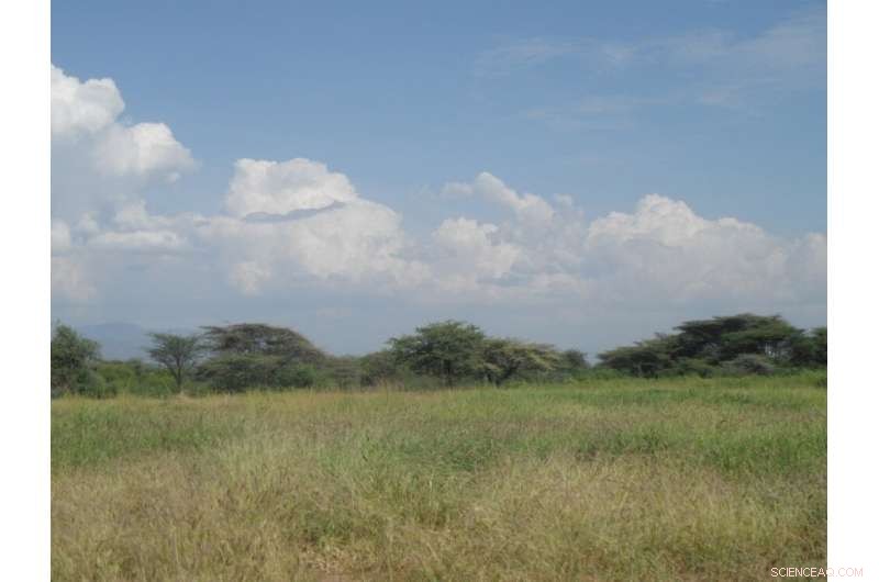 Restoring Degraded Grasslands: A Powerful Tool for Climate Mitigation and Ecosystem Service Enhancement