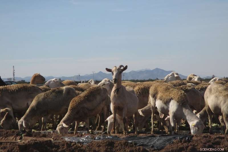Microplastics Detected in Murcia s Farmland Soils by Sheep Monitoring