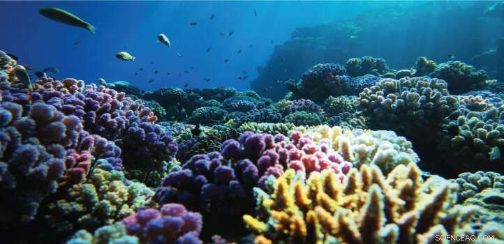 Robotic Exploration Unveils Red Sea s Carbon Storage Secrets