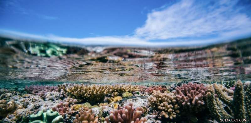 Coral Smell Reveals Reef Health: A Reliable Indicator of Heat Stress