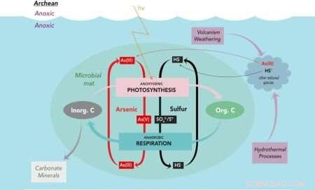 Survival Secrets: How Microbes Thrive on an Airless Earth