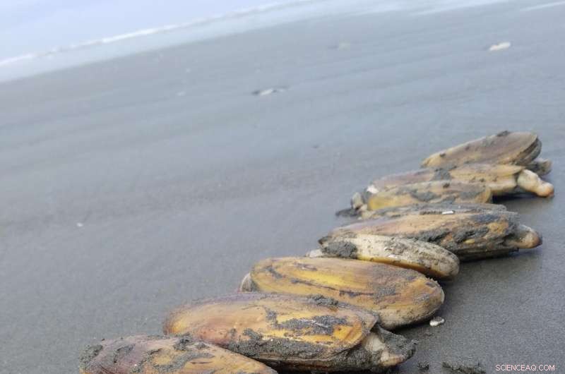 Study Reveals Pacific Razor Clams on Remote Olympic Coast Contaminated with Microplastics
