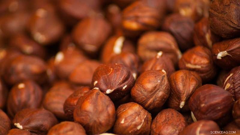 Australia Poised to Meet Global Hazelnut Demand Amid Climate Shifts