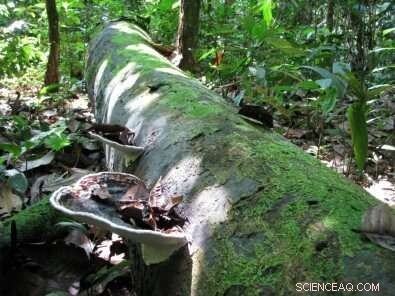 Shorter Tree Lifespans May Offset Global Increase in Forest Carbon Sequestration