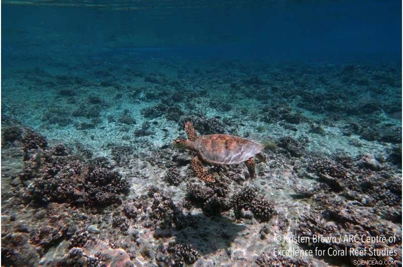Coastal Threats: Coral Reef Collapse Undermines Shoreline Protection