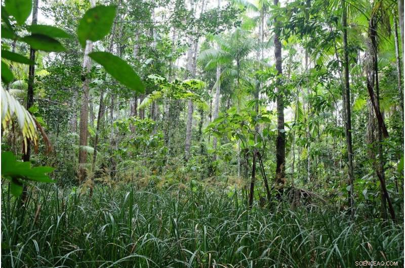 Preserving Peatlands Is Key to Limiting Climate Change