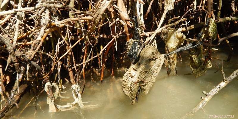Java’s Mangroves Suffocate Under Plastic Pollution