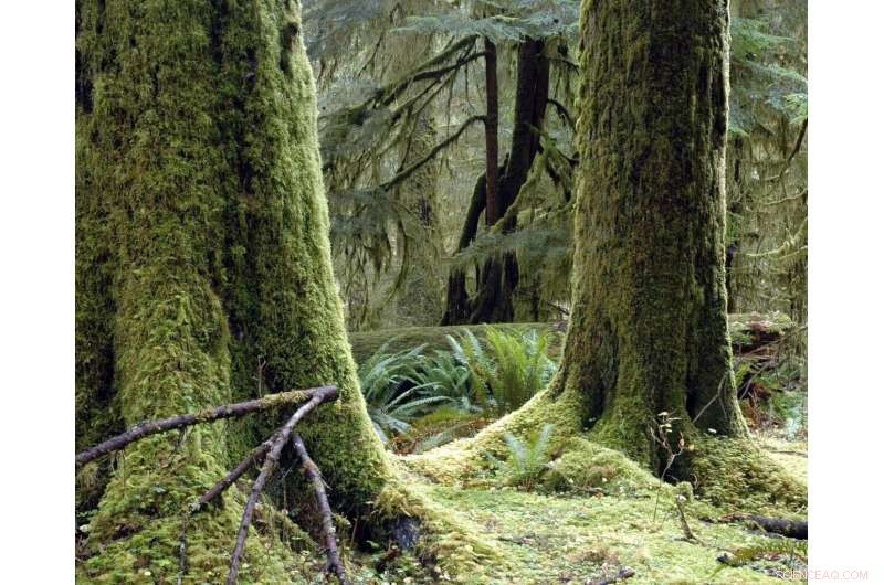 Military Flights Drive Highest Noise Pollution on Olympic Peninsula