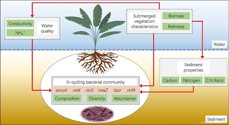 Enhanced Submerged Vegetation Boosts Nitrogen Removal in Lake Sediments