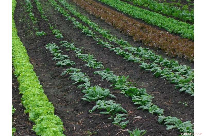 Global Trends in Nature’s Contributions to Human Well‑Being