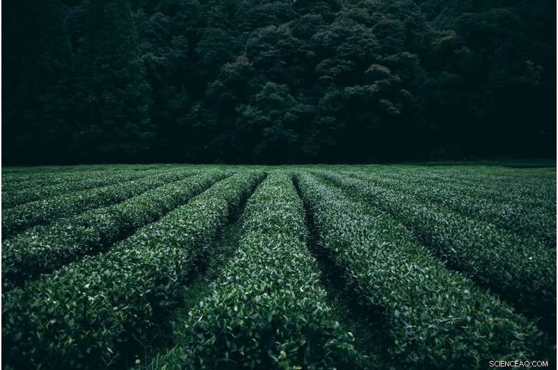 Extended Degradation of Pesticides on Plastic Mulch: Implications for Sustainable Agriculture