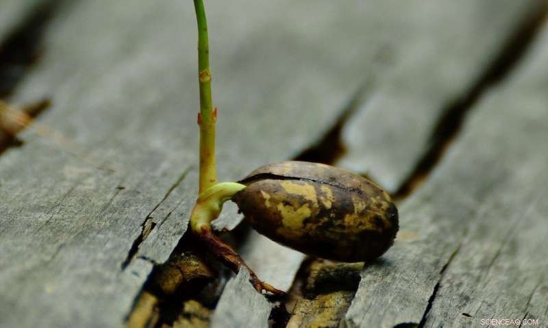 Optimizing Nitrogen Fertilizer Use: Root Zone Dynamics and Groundwater Protection