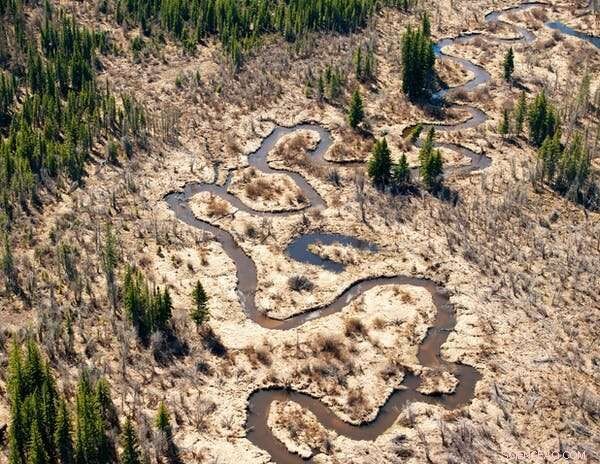 Harnessing Plants to Clean Oil Sands Tailings: A Sustainable Solution