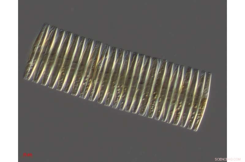 Unveiling the Ice Ages: Tiny Ocean Fossils Reveal Climate Triggers