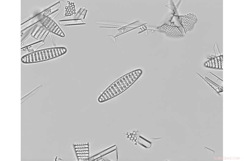 Unveiling the Ice Ages: Tiny Ocean Fossils Reveal Climate Triggers