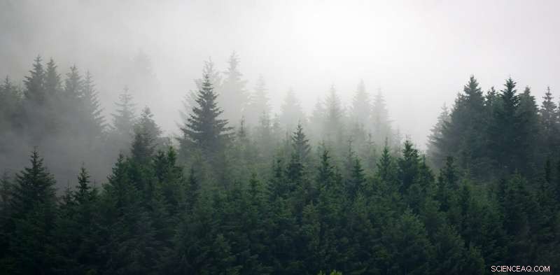 Can Earth s Plants Fully Sequester Rising CO₂? Understanding Their Limits