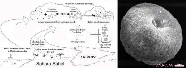 Scientists Discover Bacteria Crossing Continents via Atmospheric Dust