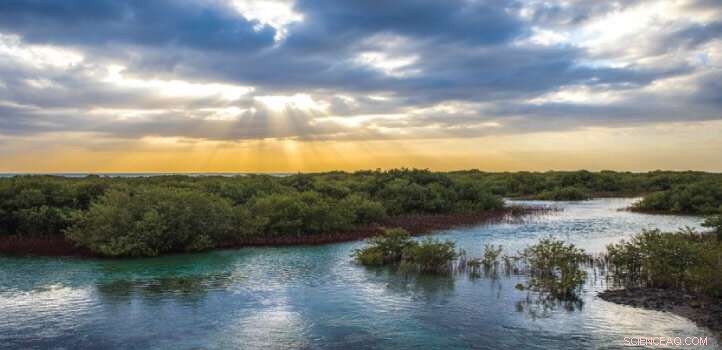 New Study Reveals Hidden Process Boosting Mangrove Carbon Sequestration