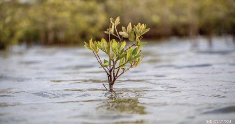 New Study Reveals Hidden Process Boosting Mangrove Carbon Sequestration