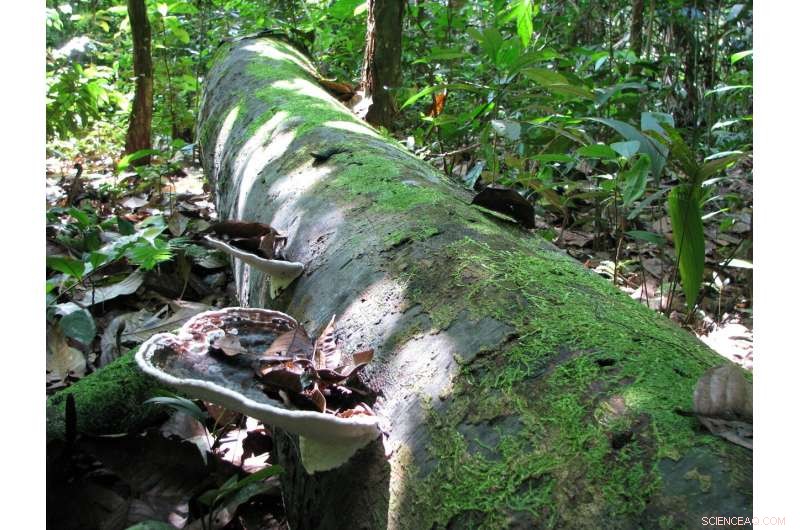 New Study Reveals Critical Temperature That Shortens Tropical Tree Lifespan