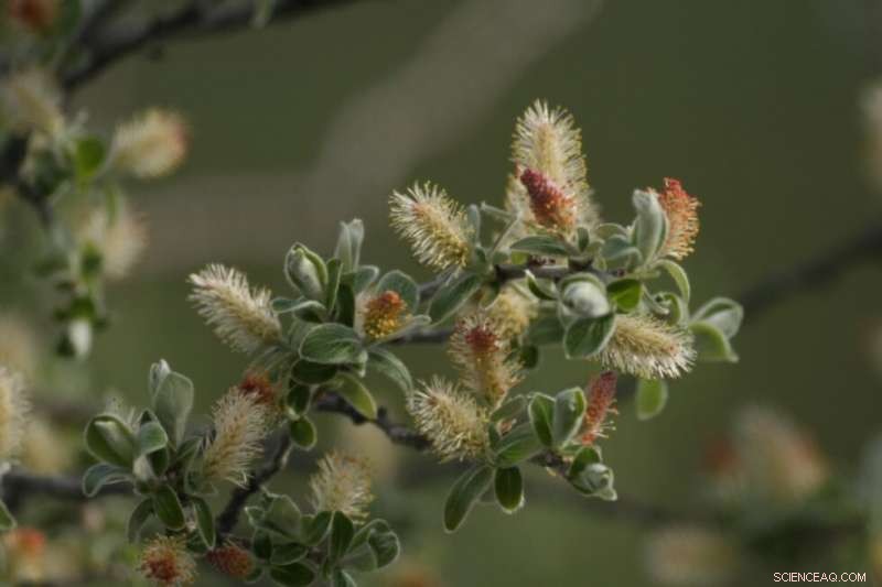 Arctic Transformation: Green Growth Amid Sea Ice Loss