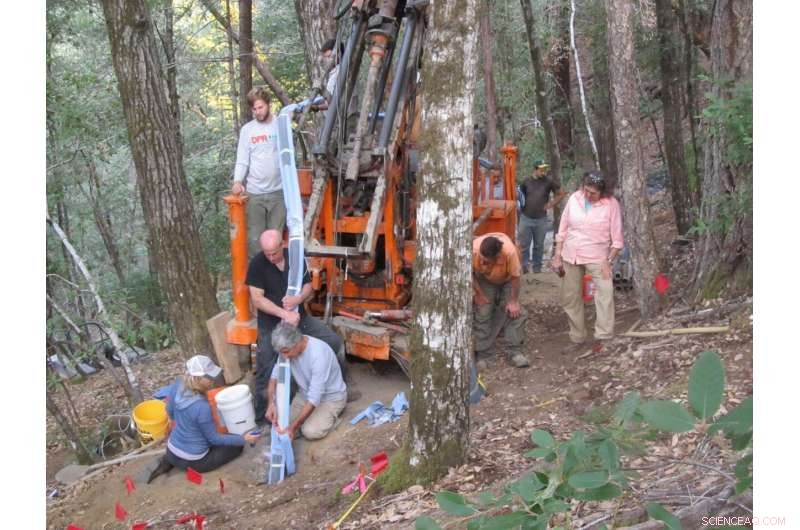 Hidden Forest Bedrock: An Overlooked Natural Source of CO₂