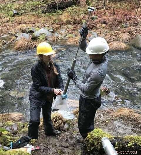 Hidden Forest Bedrock: An Overlooked Natural Source of CO₂