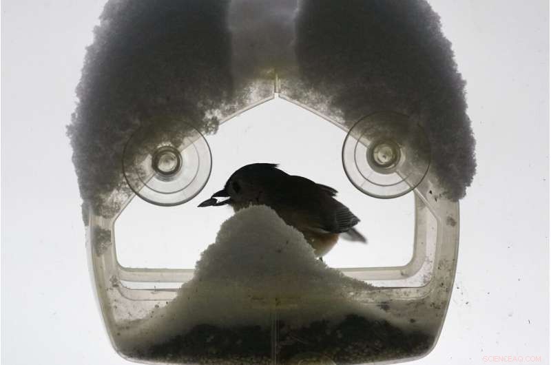 Massive Snowstorm Covers Northeast, Shutting Down Communities