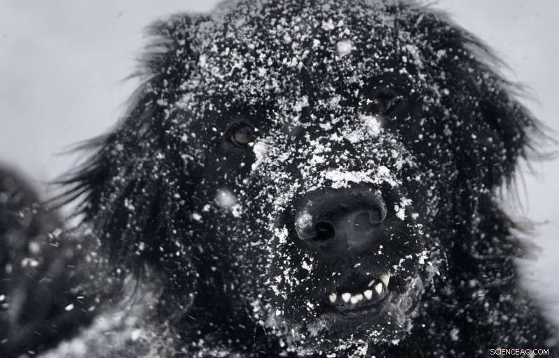 Massive Snowstorm Covers Northeast, Shutting Down Communities