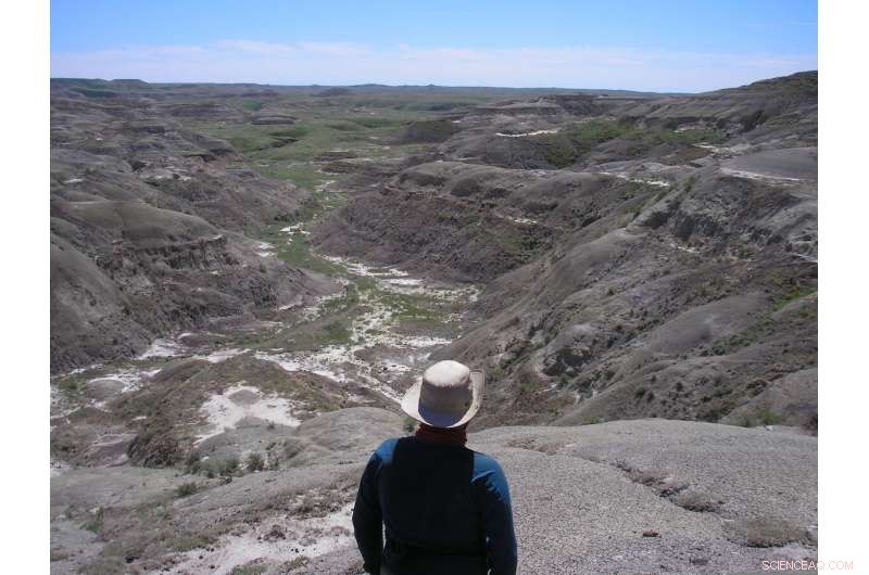 How the Dinosaur Extinction Paved the Way for Forest Rebirth