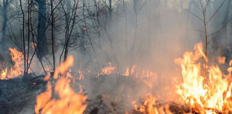 How Dried Leaf Size and Shape Fuel Small Sparks into Massive Bushfires